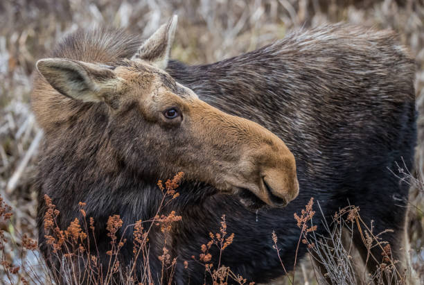 istock Canadian female moose in spring 1181484617