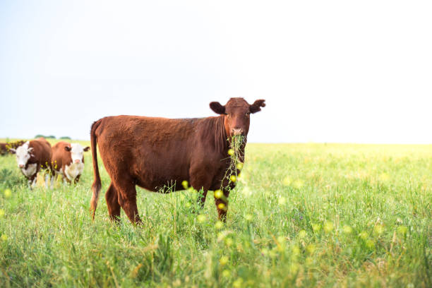 istock Cow in its inhabit 1181484763