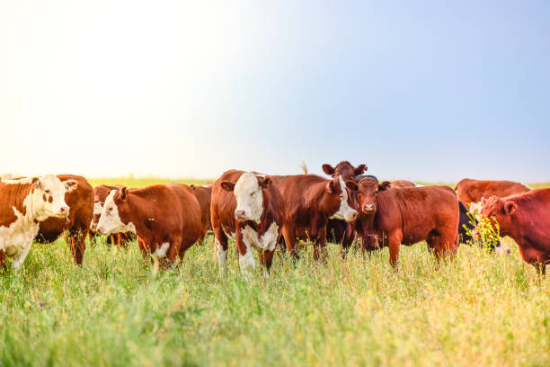istock Cow in its inhabit 1181484848