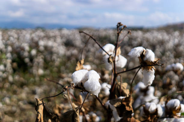 istock Rows of white ripe cotton in field 1181484909