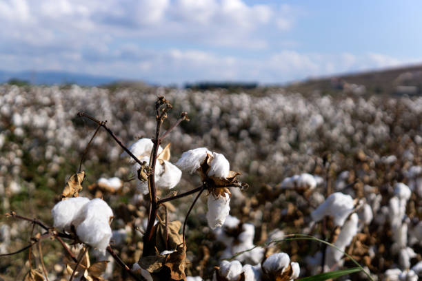 istock Rows of white ripe cotton in field 1181484960