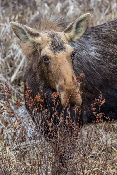 istock Canadian female moose in spring 1181486049