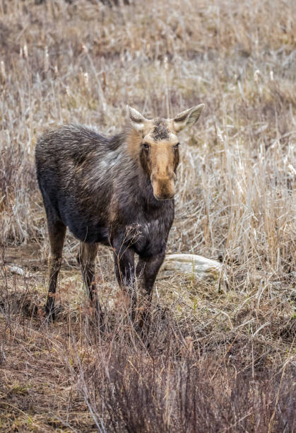 istock Canadian female moose in spring 1181486137