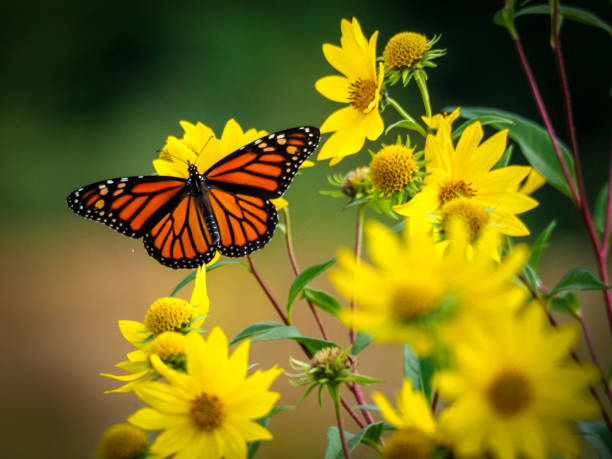 istock Monarch butterfly on yellow sunflowers 1181486308