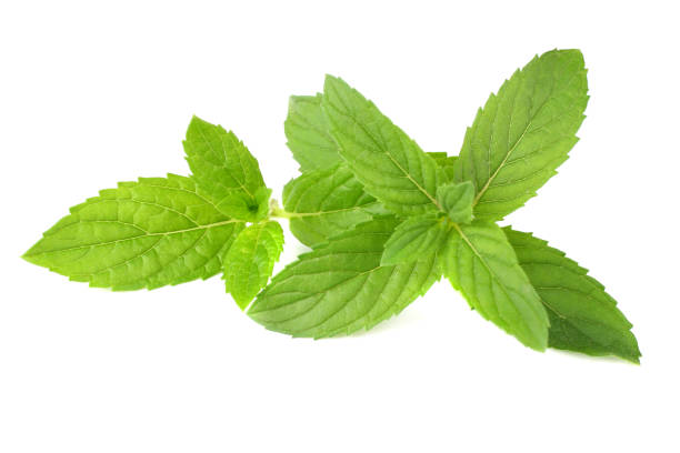 istock Fresh mint leaves isolated on white background 1181486619