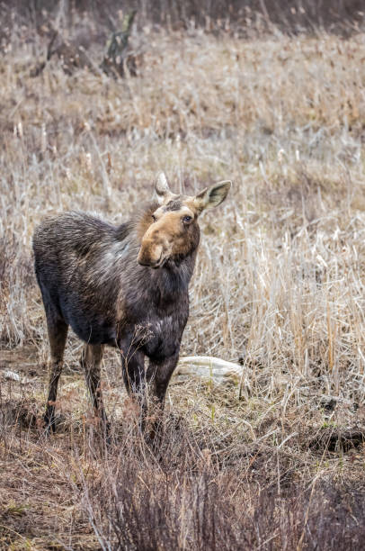 istock Canadian female moose in spring 1181486724