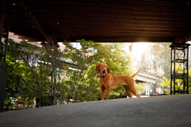 istock Happy dog playing with ball 1181486745