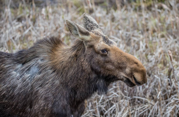 istock Canadian female moose in spring 1181487294