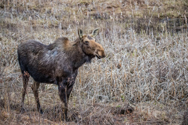 istock Canadian female moose in spring 1181488054