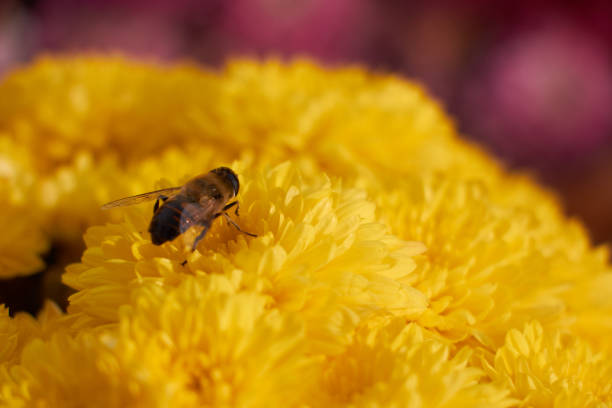 aster or chrysanthemum. bee pollinates an autumn flower in the rays of the sun at sunset. collection of nectar on flower. Garden aster, beautiful flowers with delicate petals. beauty in nature autumn