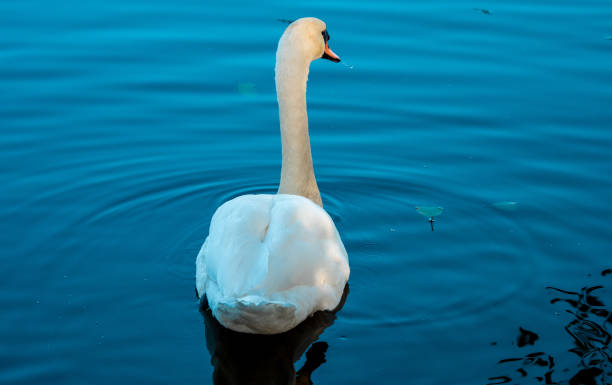 istock Swan in dark water 1181495115