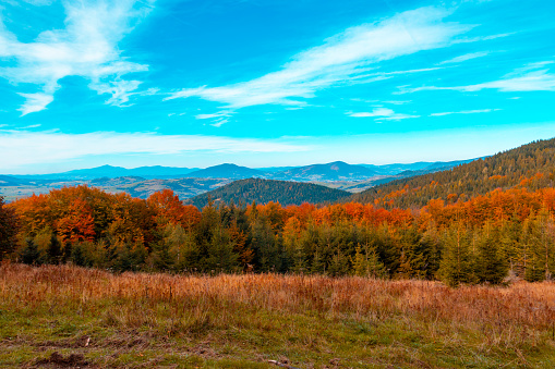 Autumn mountain landscape, yellow-red trees and blue mountains and sky in the background, Beskid Wyspowy