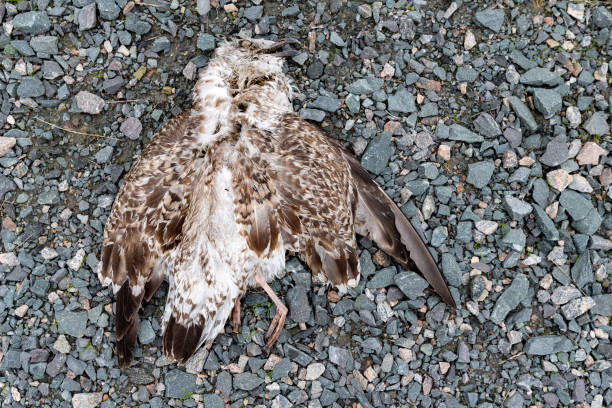 die möwe starb auf der steinoberfläche. ein toter vogel auf steinigem boden. herbstsaison. - stone bird animal autumn stock-fotos und bilder