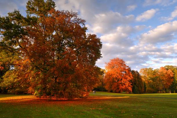 istock Autumn in the park 1181498070
