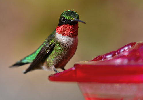 Ruby-throated hummingbird at a backyard feeder in Connecticut