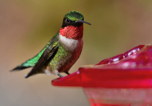 Photo of Ruby-throated hummingbird at backyard feeder