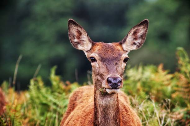 istock Female red deer in the Bushy park 1181499614