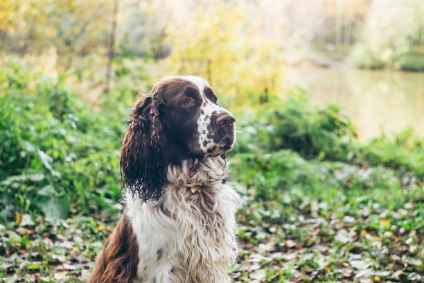 istock Dog bread English springer spaniel sits in autumn forest. 1181499710