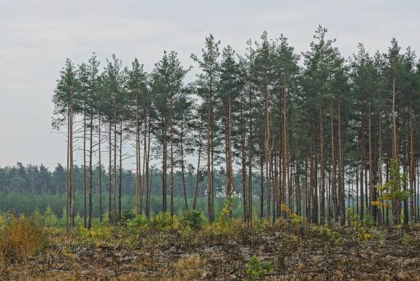 istock forest edge with a meadow in front  of pines 1181499963