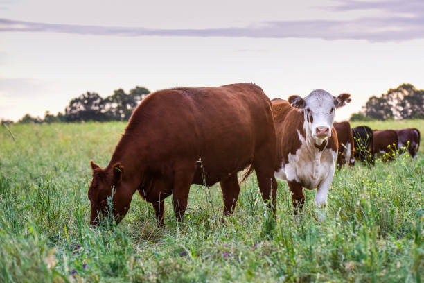 istock Cow in its inhabit 1181499973