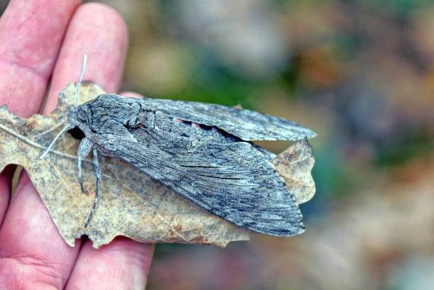istock moth sits on a dry leaf and fingers 1181500048