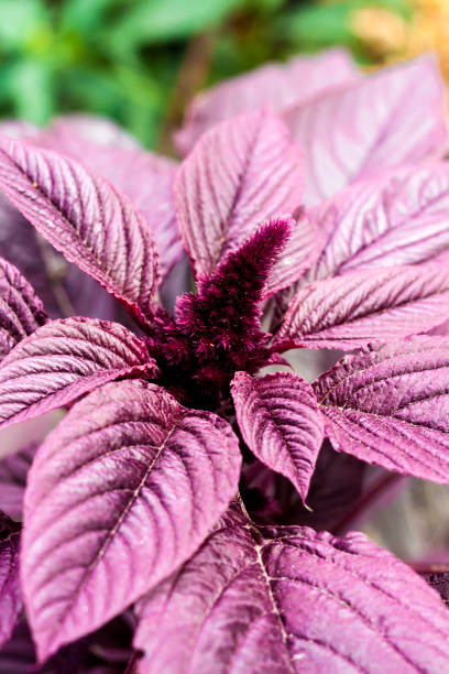 młody czerwony amarant (amaranthus cruentus) zbliżenie kwiatostanu - amaranthus cruentus zdjęcia i obrazy z banku zdjęć