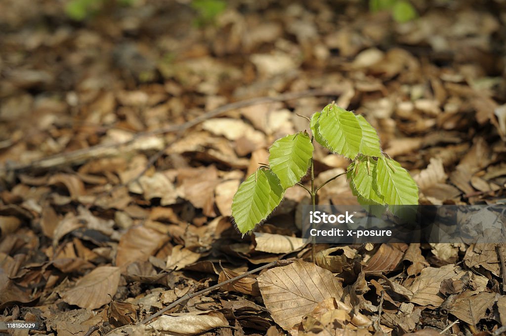 Nova Vida - Foto de stock de Botão - Estágio de flora royalty-free