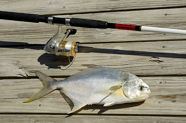 Fish and fishing rod  sea fishing stock pictures, royalty-free photos & images