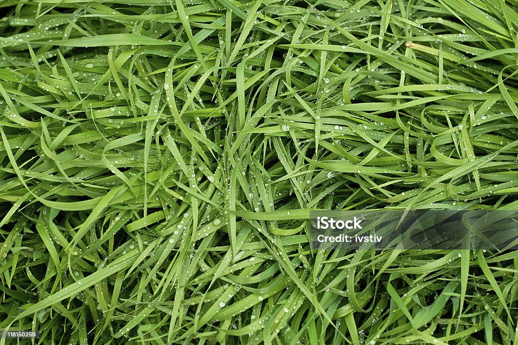 春の芝生 - しずくのロイヤリティフリーストックフォト