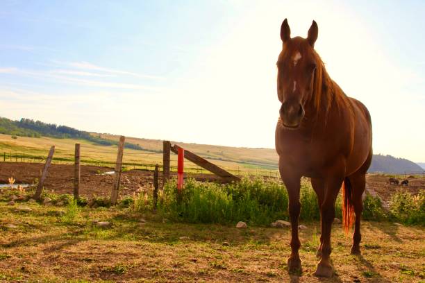 istock Wild Beautiful Horse 1181502762