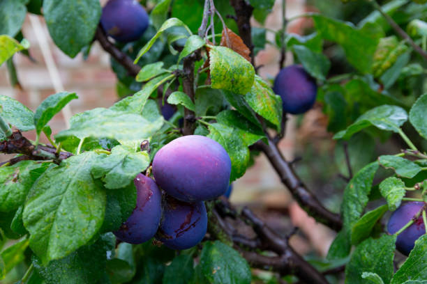 istock Rripe damson plums growing on a plum tree 1181502857
