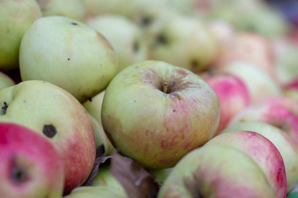 Many freshly harvested red apples