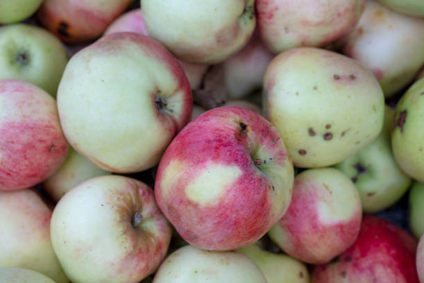 istock red apple close up shot 1181503646