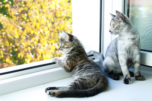 Two little kittens are sitting on the window and looking outside.