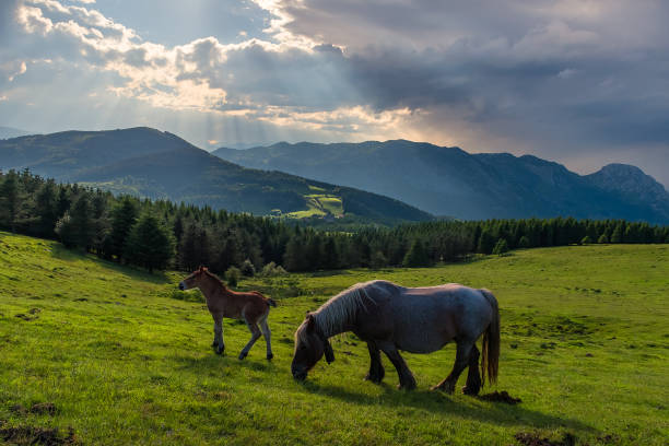 istock two horses in urkiola Nature Park 1181503857