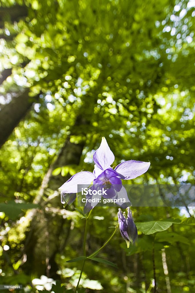 forest Blumen - Lizenzfrei Blatt - Pflanzenbestandteile Stock-Foto