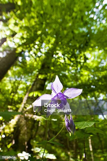 Forest Blumen Stockfoto und mehr Bilder von Blatt - Pflanzenbestandteile - Blatt - Pflanzenbestandteile, Blume, Blumenmuster