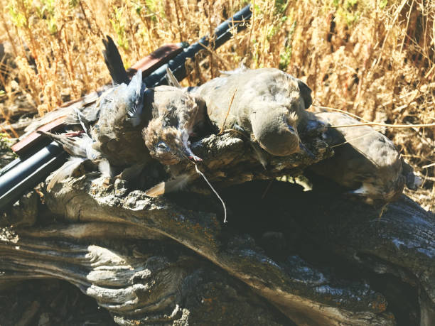 dove hunting harvest in western colorado - bird hunter imagens e fotografias de stock