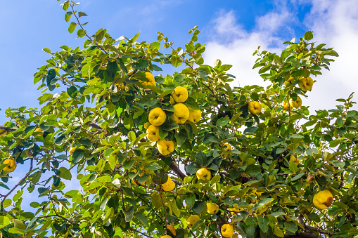 Ripe quince fruits growing on a tree