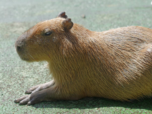 istock Close-up of Cute Capybara 1181507318