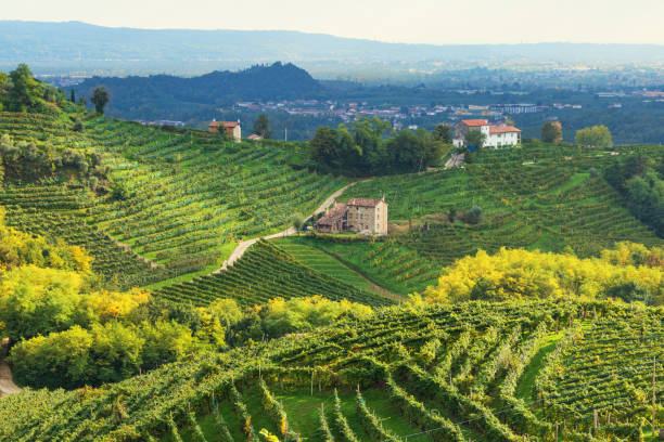 istock Valdobbiadene - Prosecco hills in autumn 1181507392