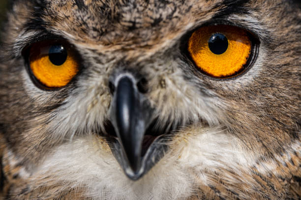 istock Eurasian eagle-owl, Bubo bubo, close-up view 1181508175