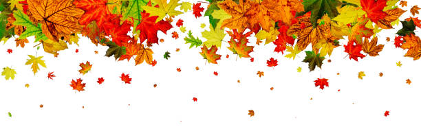 istock Autumn leaf pattern. Season falling leaves background. Thanksgiv 1181508228