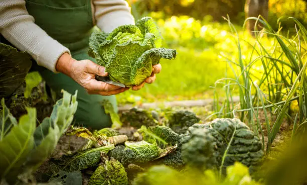 Photo of Senior gardener gardening in his permaculture, organic garden