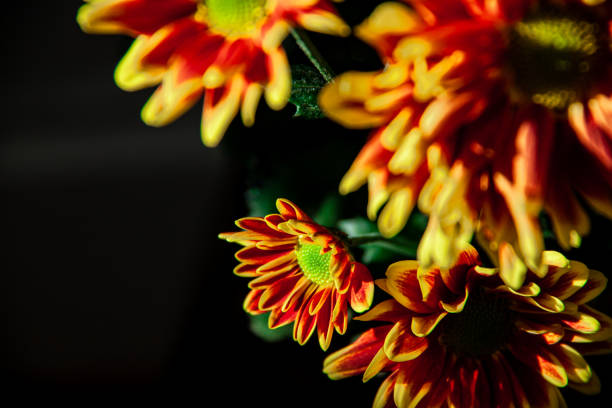 istock Chrysanthemum red flowers 1181509258