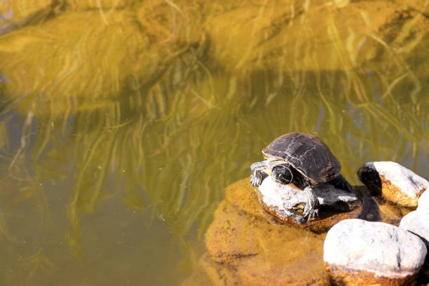 istock Little Black Turtle on Stone in Lake 1181511319