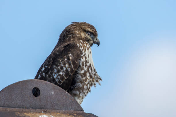 istock Close up of an alert hawk. 1181511346