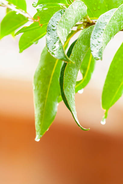 istock Fresh green leafs with water drops, background with copy space 1181511359