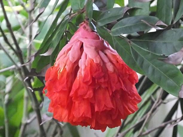 istock Rose of Venezuela (Brownea grandiceps) close-up 1181511363