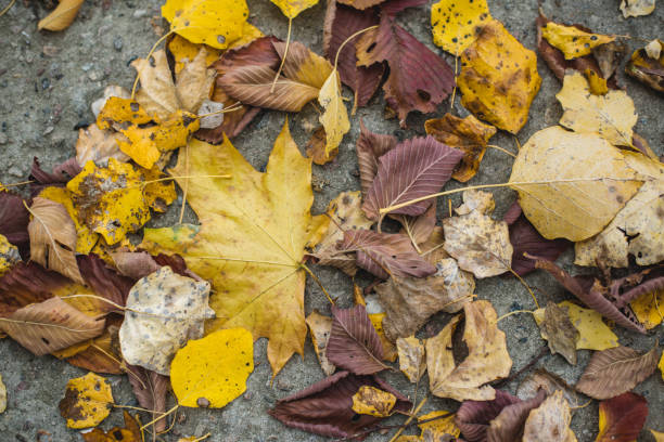 istock Colorful Autumn Leaves on Ground 1181516769